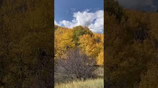 Tom Blake Trail Snowmass Village in the Fall #shorts