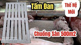 Tấm Đan Trại Heo Thịt Chuồng Sàn 500m2 Có Gì Mới ? | Khởi Nghiệp TV