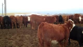 Dennis Holmes Heifers