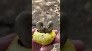 Rare Twin cashew nuts#shorts