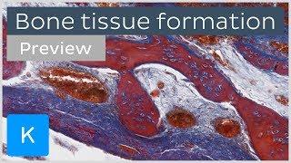 Bone tissue formation: ossification and cells (preview) - Human Histology | Kenhub