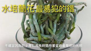 水培蝴蝶蘭5）水培蘭花最易犯的錯是什麼？Orchids  in full water culture（1-10-2019