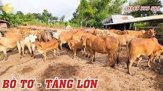 TỒN TV | THAM QUAN ĐÀN BÒ NỀN S.INH S.ẢN SIÊU ĐẸP VỚI SỐ LƯỢNG NHIỀU