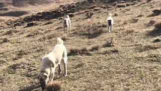 KANAS VE VENÜS TAM KOYUNCU ÇIKTI