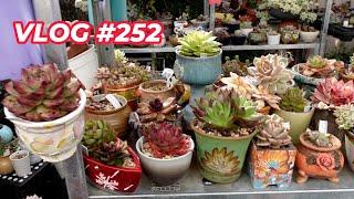 NOT A How To Grow Succulents By GENUS Video | VLOG #252 - Growing Succulents with LizK