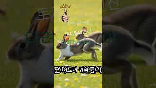 인어가된토끼#귀여운토끼가족#토끼야달려#당당허니tv