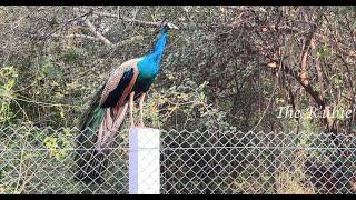 Beautiful Peacock's Collection... | The RubieVerse