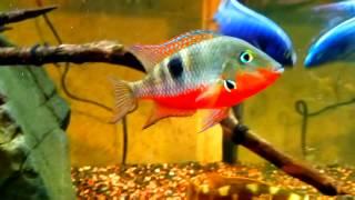 Firemouth Cichlid (Tank Boss)