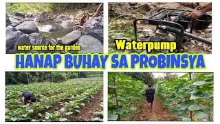 SOURCE OF INCOME IN THE PHILIPPINES | GARDENING   #BUHAYPROBINSYA