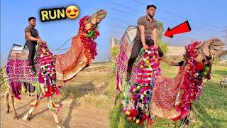 BIG CAMEL  Ko Bhaga Diya Aaj 