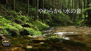 4K video + natural  sounds  / Sound of water flowing gently in the forest / Birds chirping