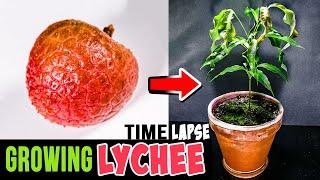 Growing Lychee Tree From Seed (76 Days Time Lapse)