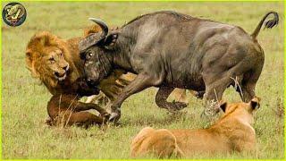 Buffalo vs Lion: How These Giants Defend Themselves in the Wild | Animal Fighting