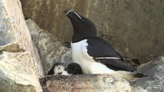 Razorbill