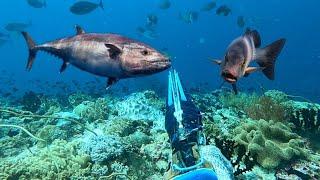 BERBURU IKAN TUNA MONSTER DAN KAKAP MERAH BESAR