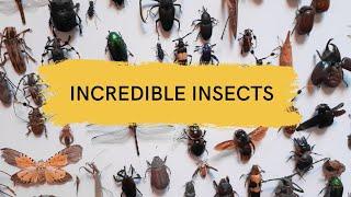 Most Incredible Insects for Kids | The Fascinating World of Insects | Interesting  Insects