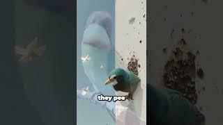 Why Bird Poop Is White 