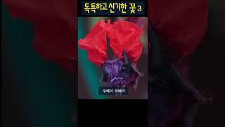 진짜일까 의심될 정도로 독특하고 신기한 꽃 3 #꿀벌난초#쿠페아라베아#앵무새꽃