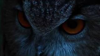 THE EAGLE OWL : THE LORD OF THE NIGHT