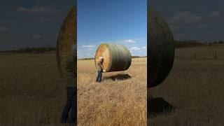 How did Granny LIFT a ton of Hay  #iam1stphorm