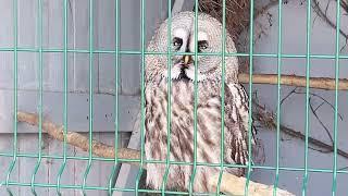 Einstein the Great Grey Owl at Irish Heritage Museum, Co Wexford, Ireland, JDV ELP