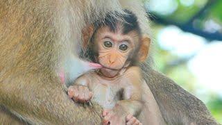 Sweet And Nice Drama Video of Mother Monkey Breastfeeding Her Baby