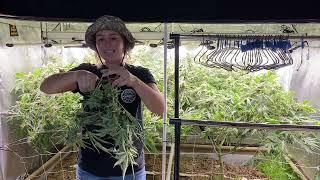 How to Harvest Cannabis - Purple Ghost Candy