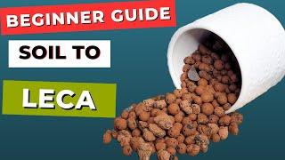 A Beginner's ESSENTIAL Guide For Moving Plants to Leca