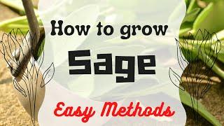 How To Grow Sage