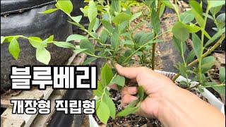 블루베리 수형 #개장형 직립형#블루베리 가지정리#블루베리 #블루베리재배 #blueberry #blueberryfarm #gardening