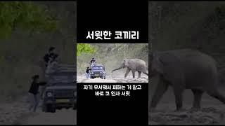 코끼리 :  쫄지마 키안커