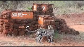 Mzima Springs, Tsavo West National Park Tour