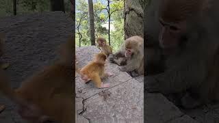 Cute baby monkey, funny monkey, Chinese monkey SY65