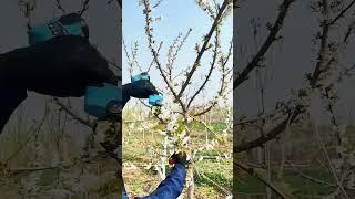 Cherry tree branch pruning process #amazing #satisfying