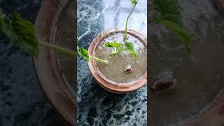 seed germination under lab .conduction