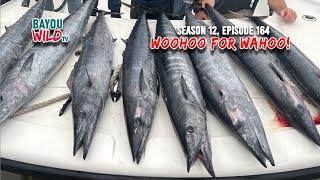 Bayou Wild [ep 164] WOOHOO FOR WAHOO! | Season 12 Full Episode | Gulf of Mexico Wahoo Fishing