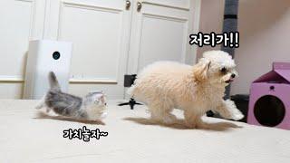 How Munchkin's Baby Cat and Dog Become Friendly