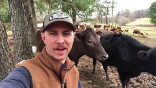 Checking cows, scouting pasture, feeding calves, and wrangling a rogue bull (sort of)!