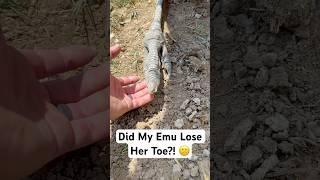 Did My Emu Lose Her Toe?! #shorts #emu