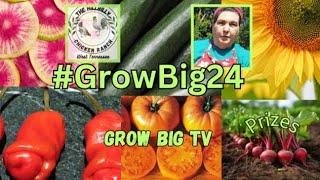 2nd Entry #SunflowerGrowBig #GrowBig24 @GrowBigTVwithJoeandKorky #scarecrow24 #mammothSunflowers