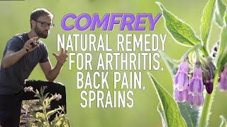 Comfrey- Research On A Natural Remedy for BACK PAIN, Arthritis and More! (Symphytum officinale L.)