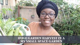 Huge Garden Harvest In A My Small Space Garden