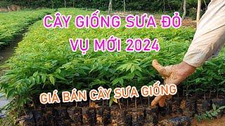 Cây giống Sưa Đỏ Vụ 2024 |giá bán cây giống sưa đỏ || 0764 456 123