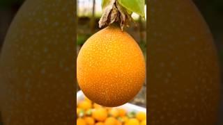 Picking Organic Passion Fruit From Garden  #shorts #youtubeshorts #shortsvideo