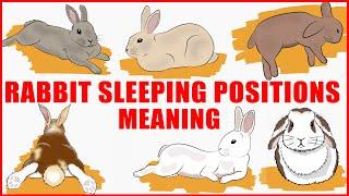 What Your Rabbit's Sleeping Position Reveals About Their Personality, Health and Character