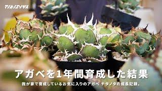 1年あれば十分！？あの時子株だったアガベの現状をお見せします｜チタノタ｜Agave｜多肉植物