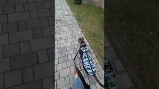 Голубой АМСтафф | Stafy. “У вас очень злая, бойцовская собака, почему без намордника “