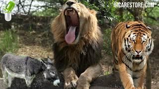 Lion vs  Tiger, Triggered by a Donkey!