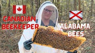 Canadian Beekeeper. Alabama Bees. February. Say what?!