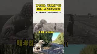 #晚清 ，山上为啥都光秃秃的？跟现在的差距好大呀。#历史老照片 #趣说文物